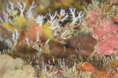 ミカンヘビギンポ