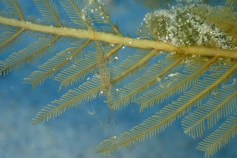 カゲロウカクレエビ