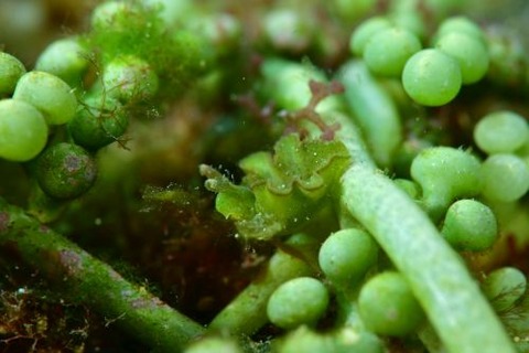 ゴクラクミドリガイ科の1種