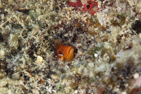 ハダカコケギンポ