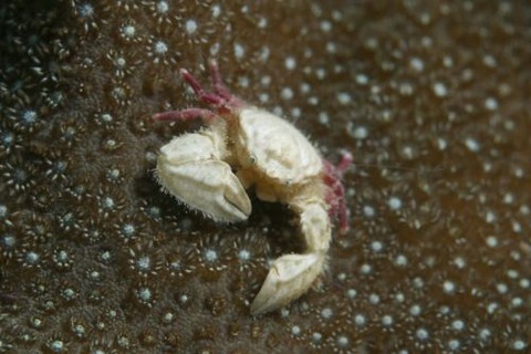 パラオカニダマシ