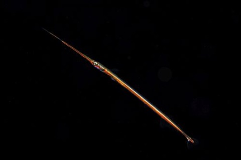 刺激的な水中生物