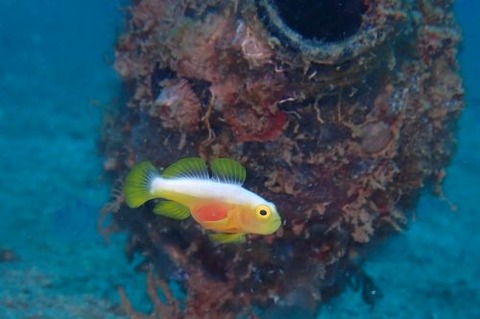 ナカモトイロワケハゼ