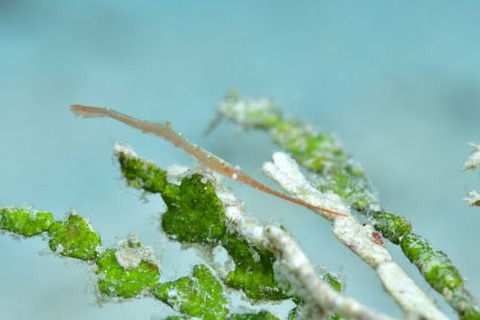 トガリモエビ属の1種