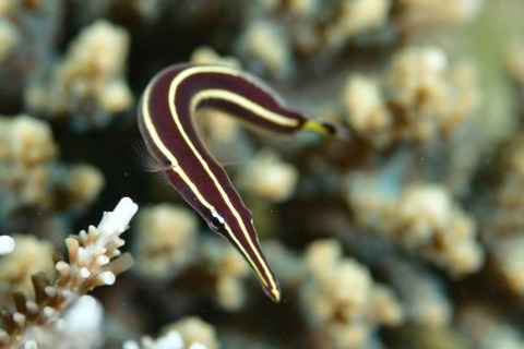 ハシナガウバウオ