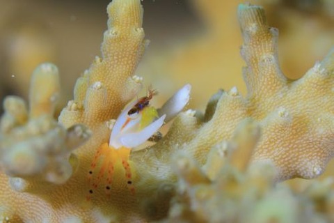 ヒメサンゴガニ属の1種