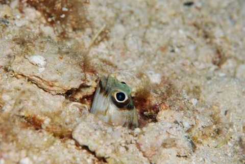 メガネアゴアマダイ