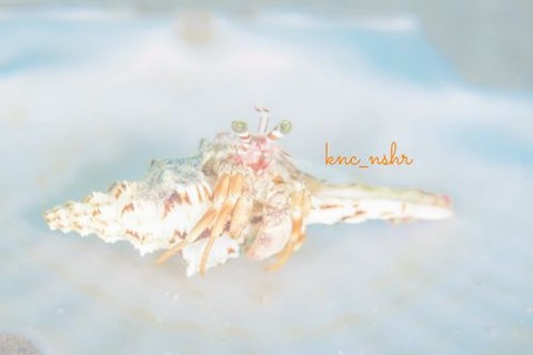 ソメンヤドカリ