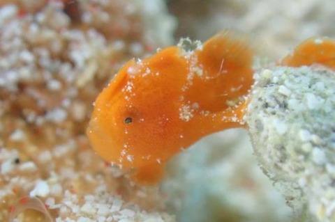 カエルアンコウ科の1種