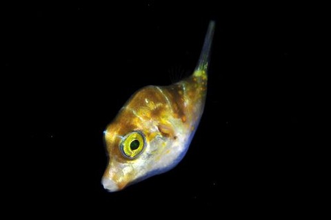 刺激的な水中生物