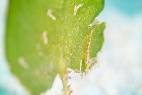 ウミショウブハゼ属の1種