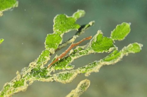 トガリモエビ属の1種