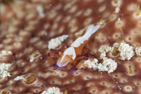 ウミウシカクレエビ