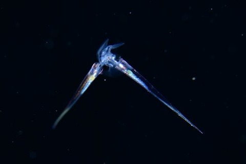 刺激的な水中生物