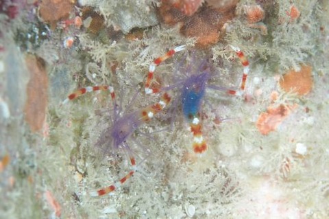 ステノプス・テヌイロストリス