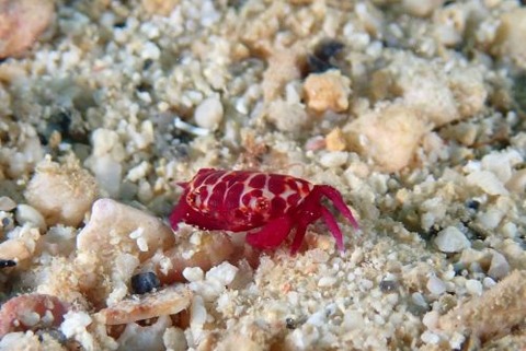 オウギガニ科の1種