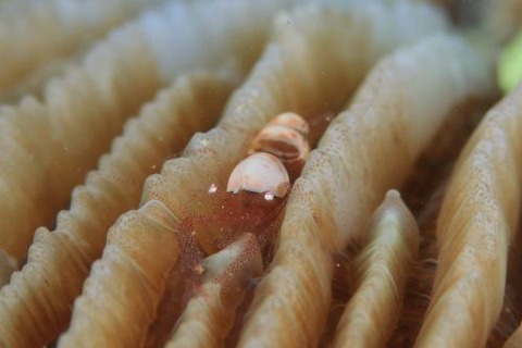 ハモポントニア・フンジコーラ