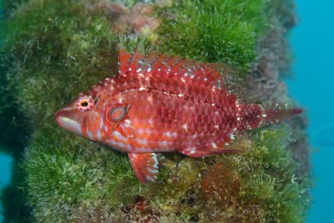 キツネオハグロベラ