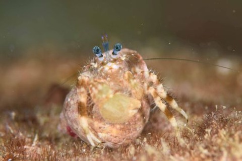 オキナワホンヤドカリ