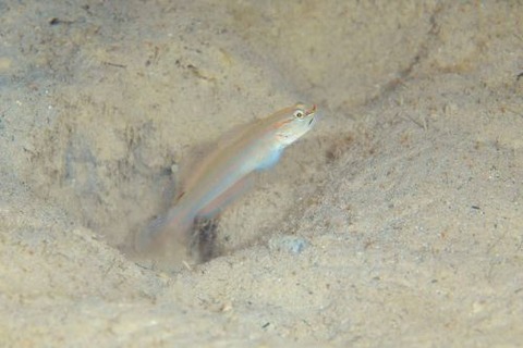 ホホベニサラサハゼ