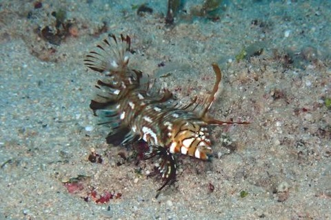 オビテンスモドキ