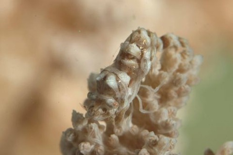 マルミカクレモエビ