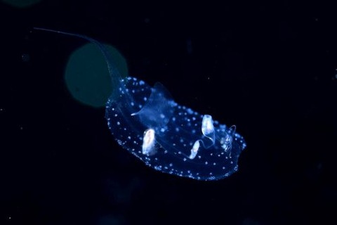 刺激的な水中生物