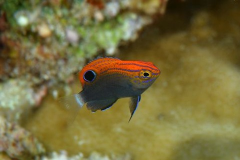 メガネスズメダイ