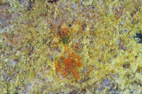 ユウギリスベスベオトヒメエビ