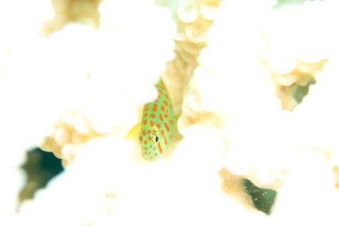 アカテンコバンハゼ