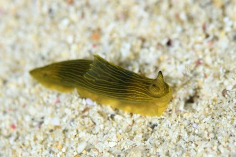 タスジキヌハダウミウシ