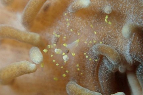 イソギンチャクモドキカクレエビ