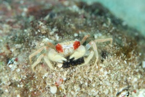 ケブカガニ科の1種