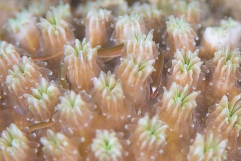 シューヤジリチンヨウジウオ