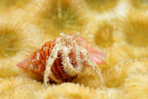 Decaphyllus litoralis