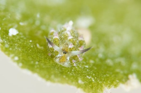 クサイロモウミウシ