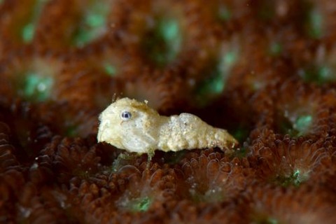 ウェルコイア・インテルゥプタ