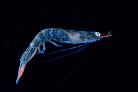 刺激的な水中生物