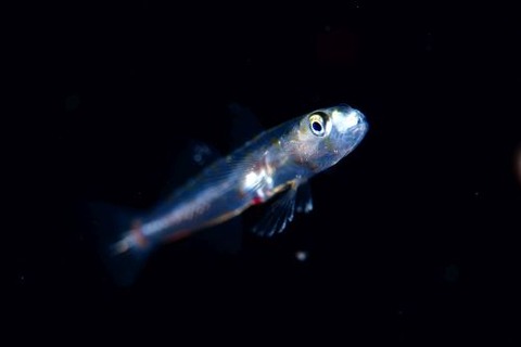 刺激的な水中生物