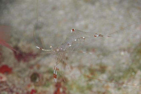 ソリハシコモンエビ