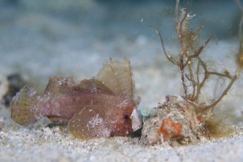 ツマジロオコゼ