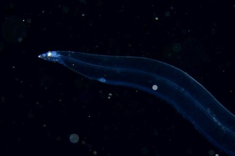 刺激的な水中生物