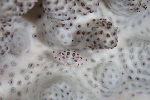 トサカガザミ属の1種