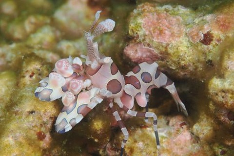 フリソデエビ