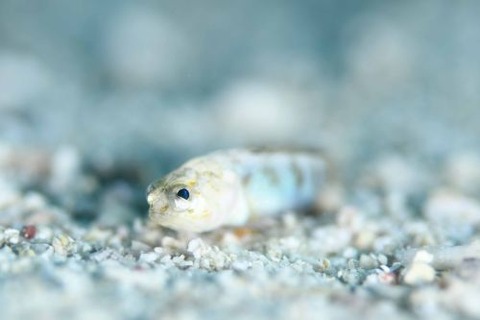 アゴアマダイ属の1種