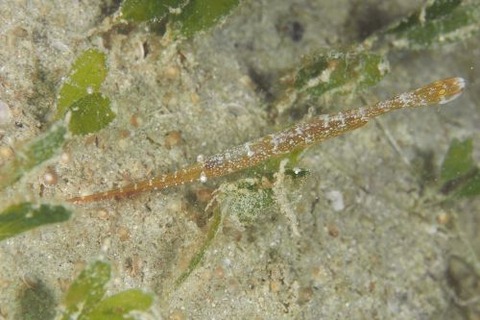 トガリモエビ属の1種