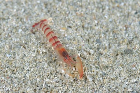 テッポウエビ科の1種