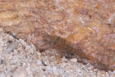 アミメベンケイハゼ