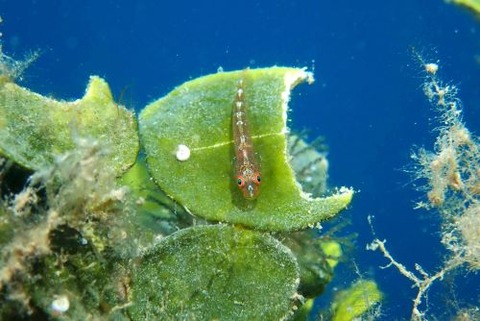 ウミショウブハゼ属の1種