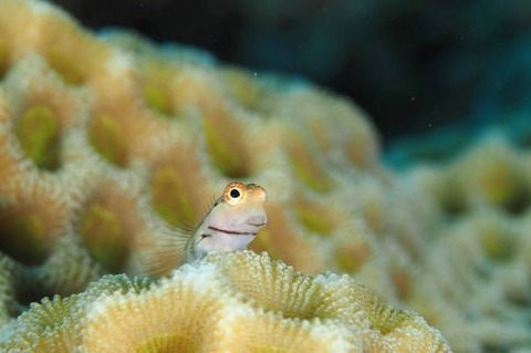 イシガキカエルウオ